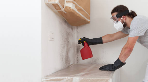 Professional Basement Mold Remediation technician working in East Setauket, NY